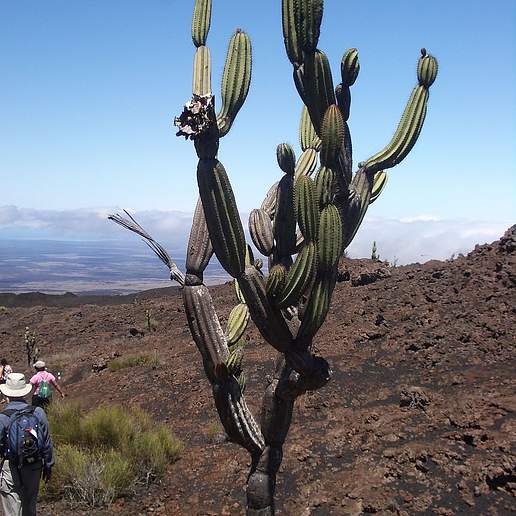Candelabra Cactus