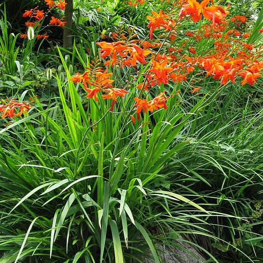 Montbretia