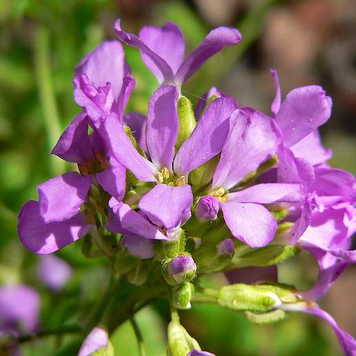Carmine Rose Rock Cress