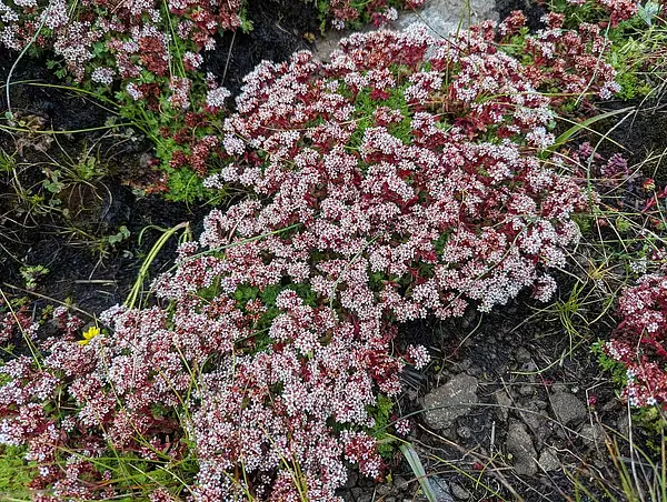 Crassula setulosa