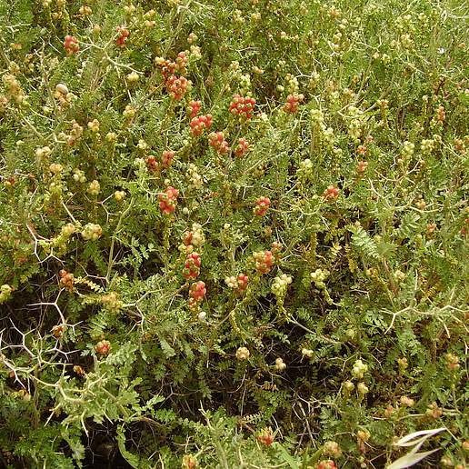 Pimpinella Spinosa