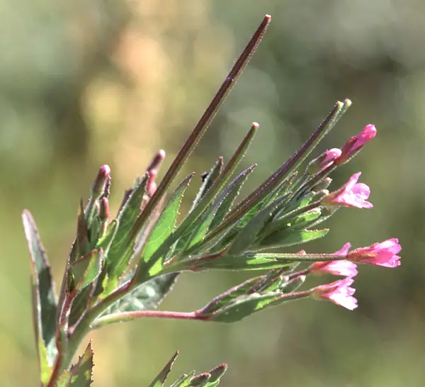 Epilobium Pseudorubescens