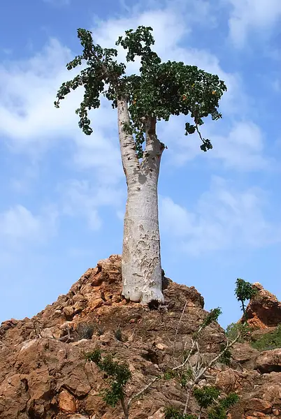 Cucumber Tree