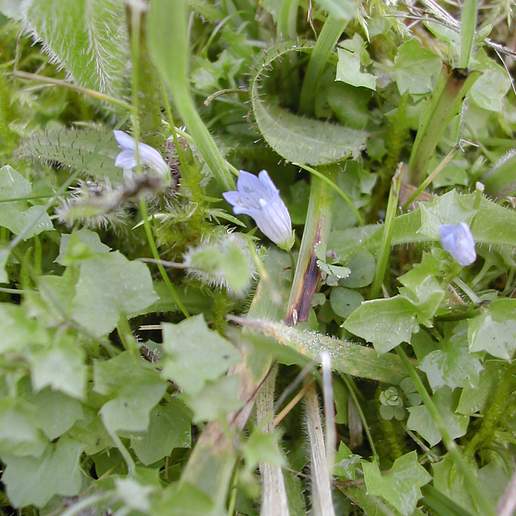 Ivy Leaved Bellflower