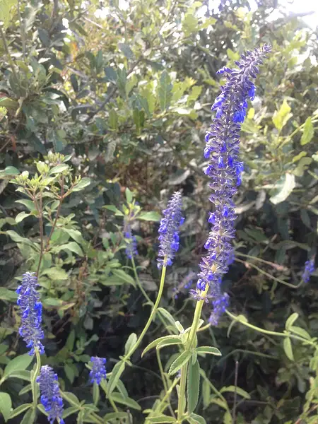 Salvia lavanduloides