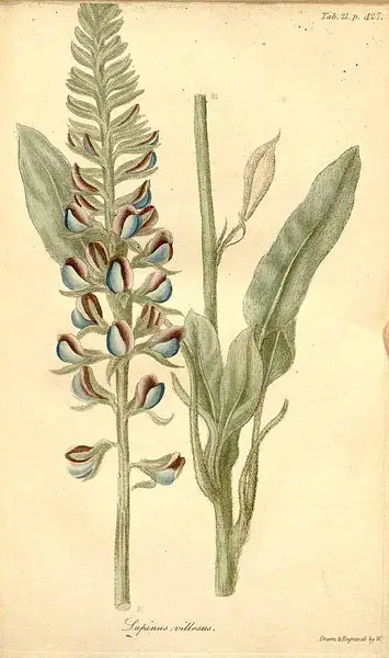 Lady Lupine