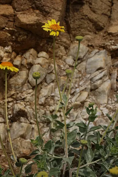 Acton's Brittlebush