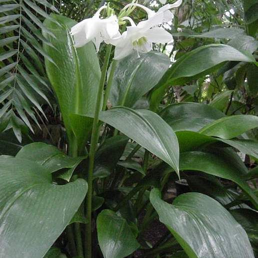 Amazon Lily