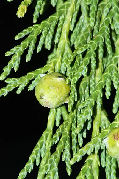 Alaska Cypress