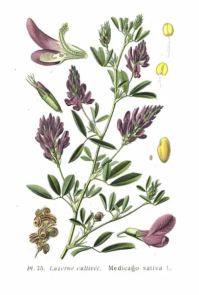 Lucerne