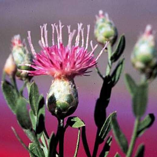 Creeping Knapweed