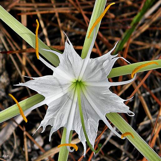 Alligatorlily