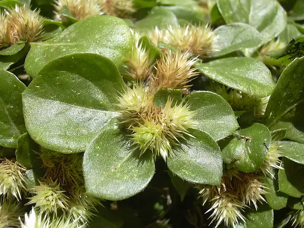 Alternanthera