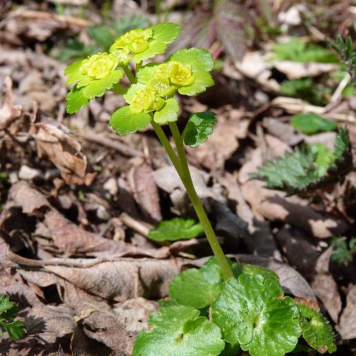 Alternate Leaved Golden Saxifrage