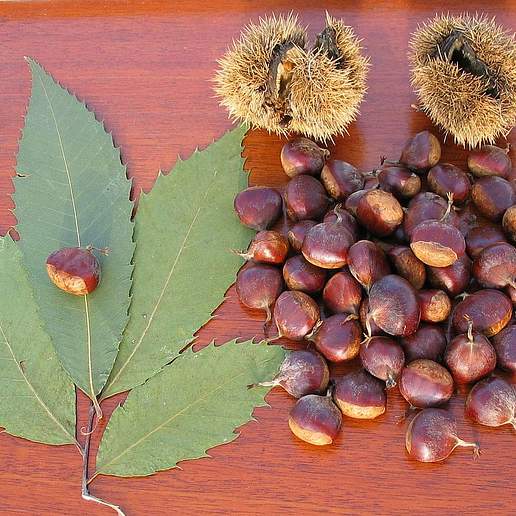 American Chestnut