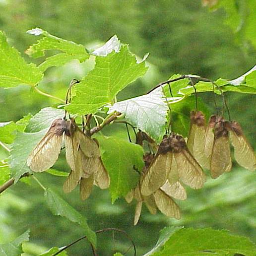 Tatarian Maple