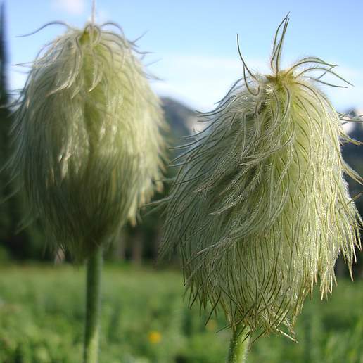Mountain Pasqueflower