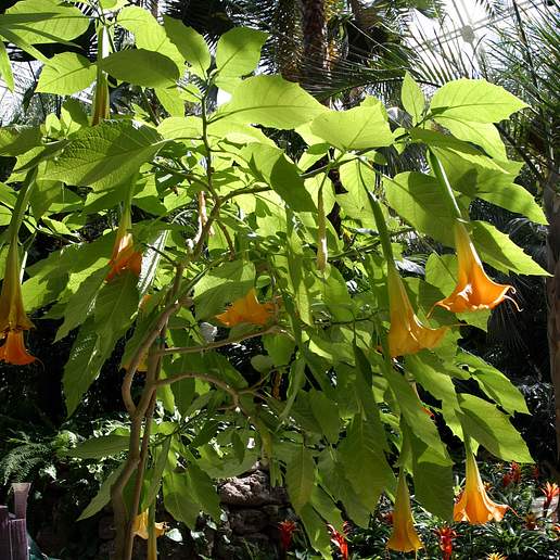 Angel's Trumpet 'Shirley Temple'