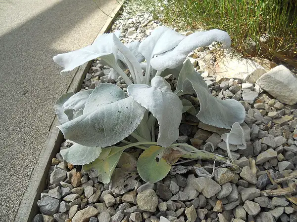Angel Wings Senecio