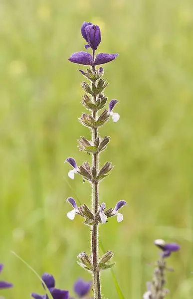 Bluebeard