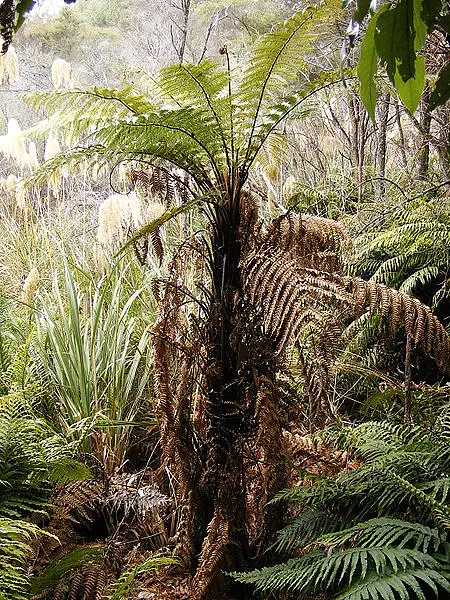 Westland Tree Fern