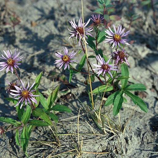 Bering Wood Aster