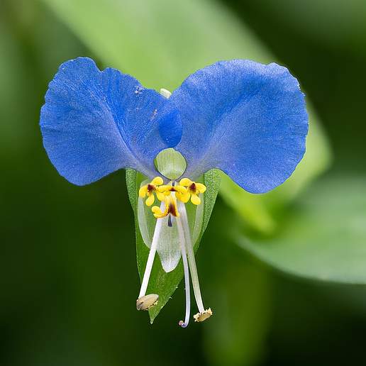 Dayflower