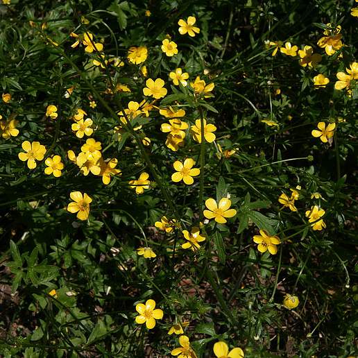 Australian Buttercup