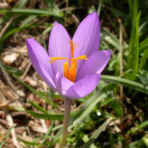 Autumn Crocus