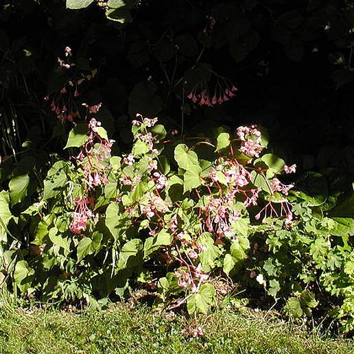 Begonia
