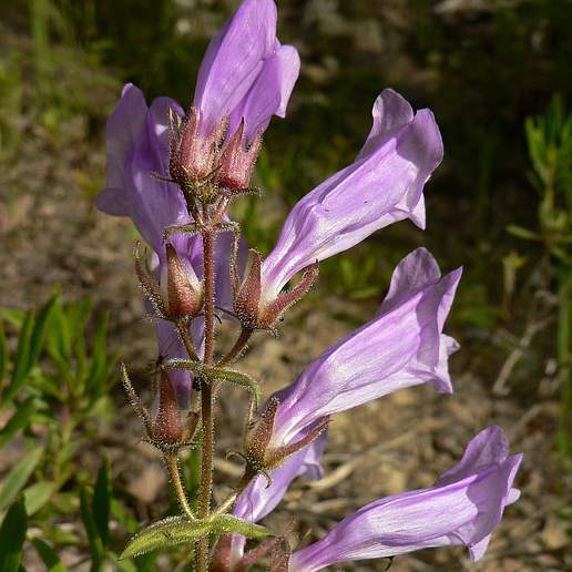 Shrubby Penstemon