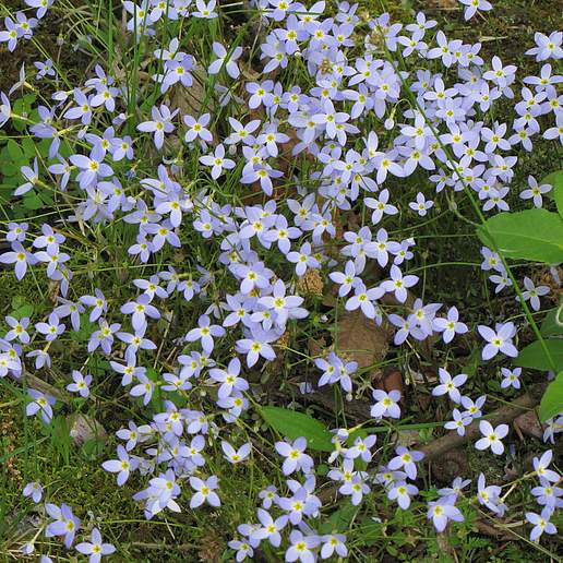Bluets
