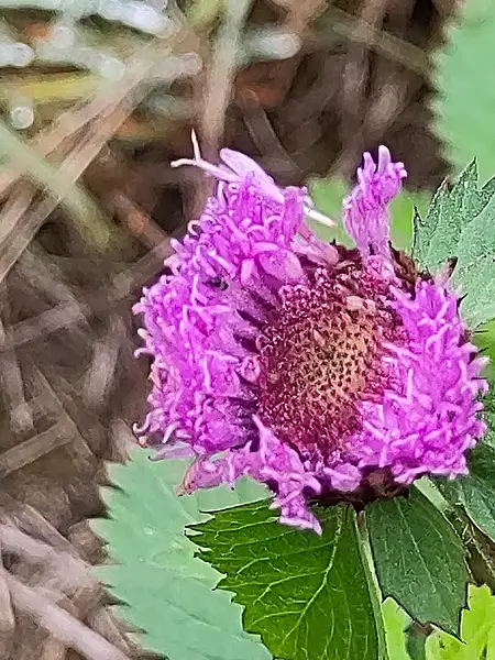 Brazilian Button Flower