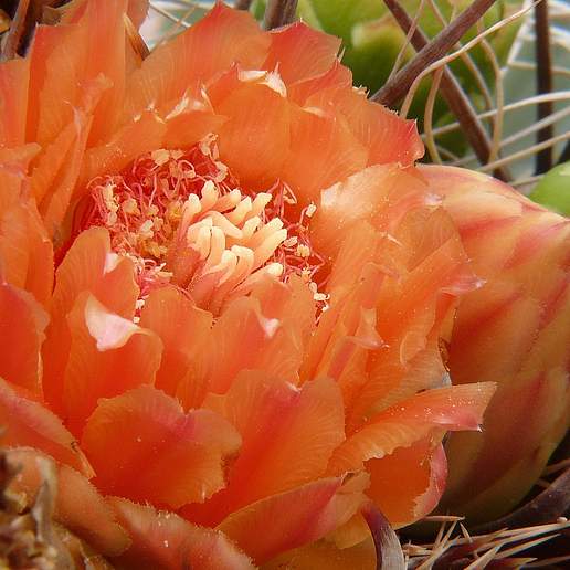 Fishhook Barrel Cactus
