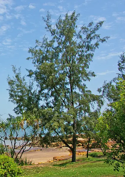 Agoho Pine