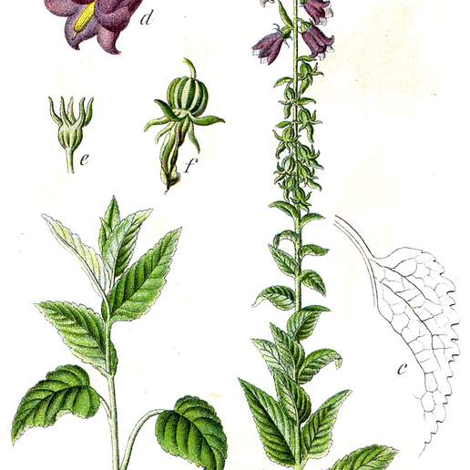 European Bellflower