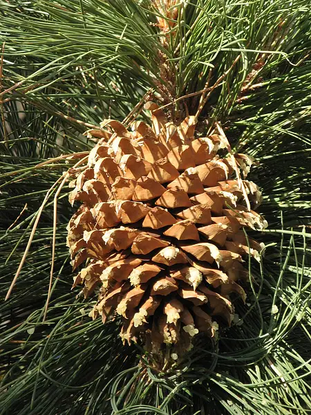 Big Cone Pine