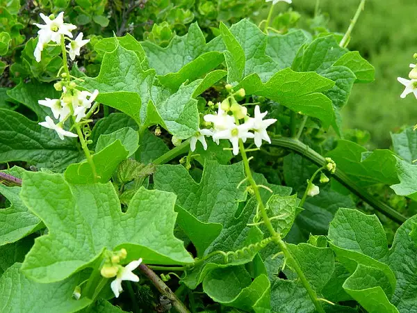 Oregon Manroot