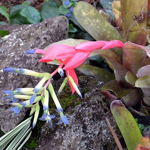 Billbergia 'Teng Ee'