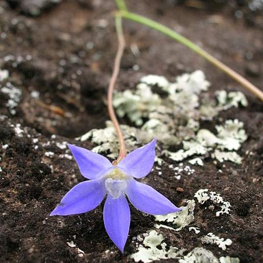 Campanula Polymorpha Publ