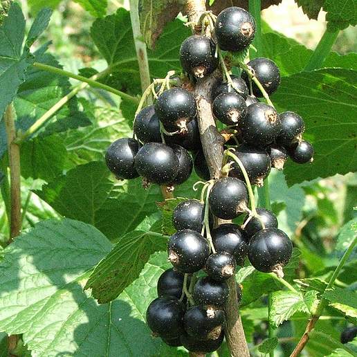 European Black Currant