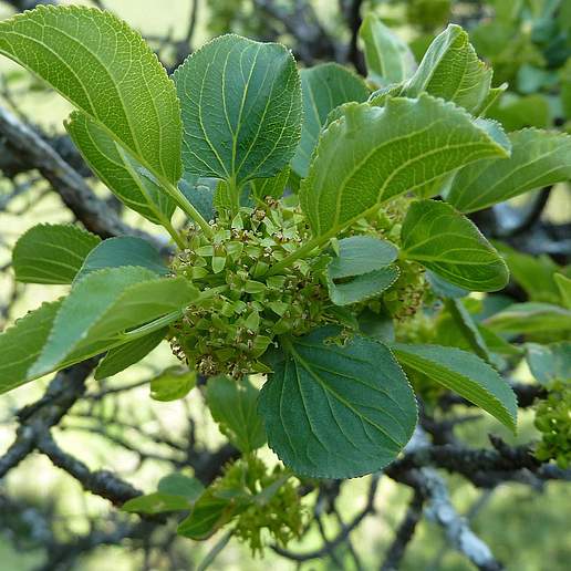 Mediterranean Buckthorn