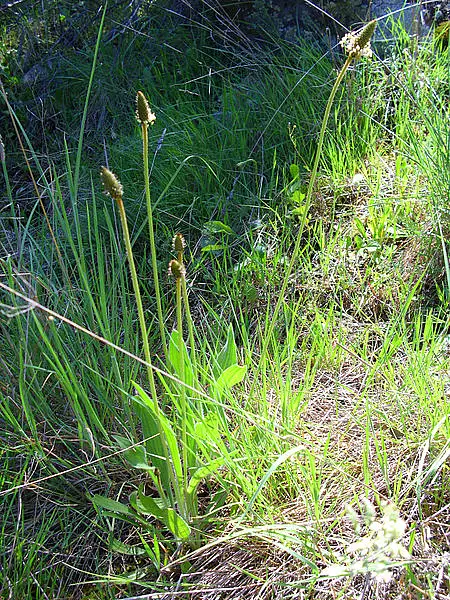 Hare's Foot Plantain