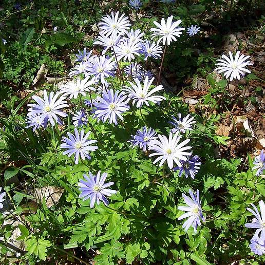Blue Anemone