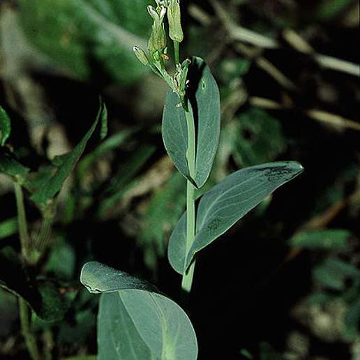 Hare's Ear Mustard