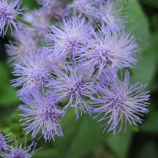 Blue Boneset