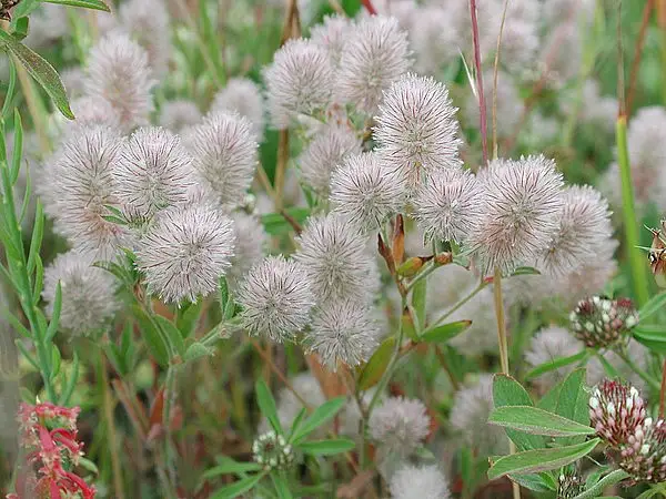 Hare's Foot Clover