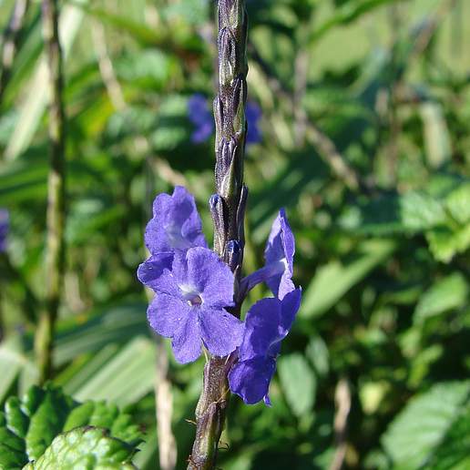 Dark Blue Snakeweed