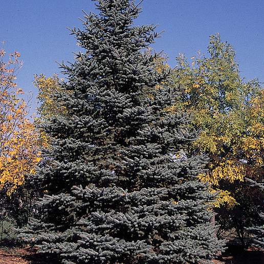 Blue Spruce