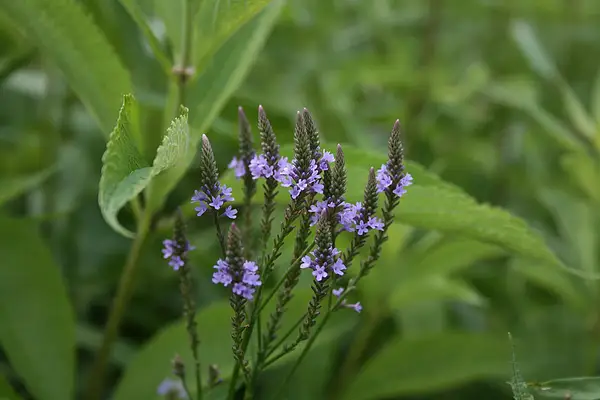 American Vervain